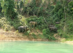 One Day Nature Exploration: Chiew Larn Lake