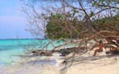 Charter Long Tail Boat Coral Island