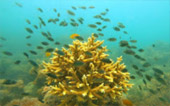 Charter Long Tail Boat Coral Island