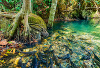 Untamed Jungle and Waterfall Enjoying
