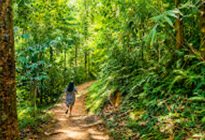 Untamed Jungle and Waterfall Enjoying