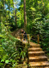 Untamed Jungle and Waterfall Enjoying