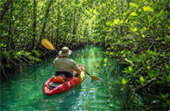 Explore the Great Mangrove Forest Explore the Great Mangrove Forest