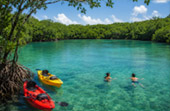 Explore the Great Mangrove Forest Explore the Great Mangrove Forest