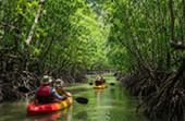 Explore the Great Mangrove Forest Explore the Great Mangrove Forest