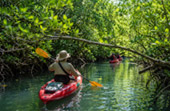 Explore the Great Mangrove Forest Explore the Great Mangrove Forest