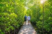 Explore the Great Mangrove Forest Explore the Great Mangrove Forest