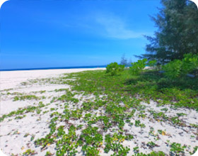 Phi Phi Island and Bamboo Island