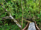 Mangrove Forest Trail