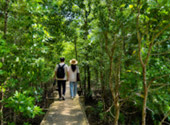 Mangrove Forest Trail