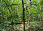 Mangrove Forest Trail