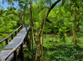 Mangrove Forest Trail