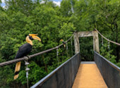 Mangrove Forest Trail