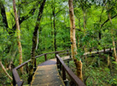 Mangrove Forest Trail