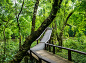 Mangrove Forest Trail