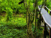 Mangrove Forest Trail