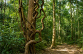 Waterfall-to-Waterfall Trek