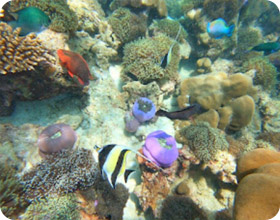 Snorkeling, the best from Hat- Yai. Koh Lipe