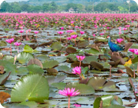 White water kayaking and Lotus & Birds Sea