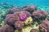 Koh Chan and Koh Thai Thri