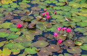 The Lotus Wetlands