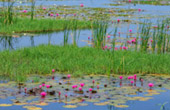 The Lotus Wetlands