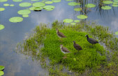 The Lotus Wetlands