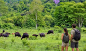 Kui Buri Wildlife Safari