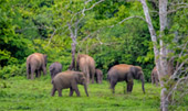 Kui Buri Wildlife Safari