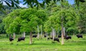 Kui Buri Wildlife Safari