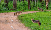 Kui Buri Wildlife Safari