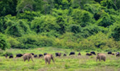 Kui Buri Wildlife Safari