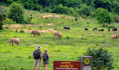 Kui Buri Wildlife Safari
