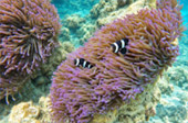 Koh Chan and Koh Thai Thri