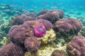 Koh Chan and Koh Thai Thri