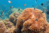 Koh Talu, Koh Sing, and Koh Sang