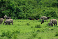 Kui Buri Wildlife Safari