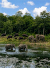 Kui Buri Wildlife Safari