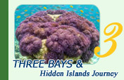 Three Bays and Hidden Islands Journey