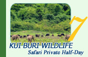 Kui Buri Wildlife Safari Private Half-Day