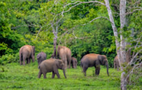 Wildlife watching in Kui Buri