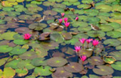 Sam Roi Yot Lotus Wetlands