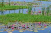 Sam Roi Yot Lotus Wetlands