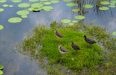 Sam Roi Yot Lotus Wetlands