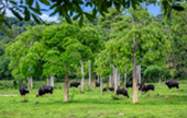 Wildlife watching in Kui Buri