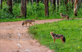 Wildlife watching in Kui Buri