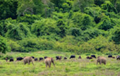 Wildlife watching in Kui Buri