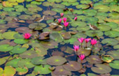 Lotus Wetlands Lotus Wetlands