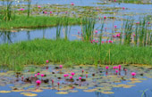 Lotus Wetlands Lotus Wetlands