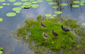 Lotus Wetlands Lotus Wetlands